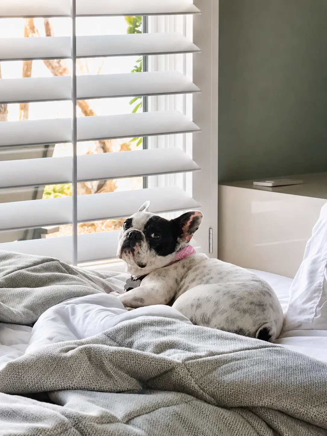White plantation shutters in a bedroom with a French bulldog on the bed